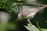 Kapturka pokrzewka czarnołbista) Sylvia atricapilla