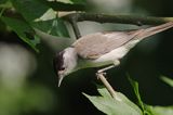 Kapturka pokrzewka czarnołbista) Sylvia atricapilla