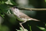 Kapturka pokrzewka czarnołbista) Sylvia atricapilla