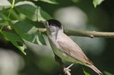 Kapturka pokrzewka czarnołbista) Sylvia atricapilla