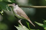 Kapturka pokrzewka czarnołbista) Sylvia atricapilla