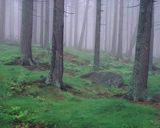 mgła w lesie, Karkonosze, Karkonoski Park Narodowy