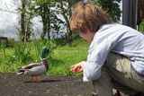 Karmienie kaczorka w Jamestown nad rzeką Shannon, rejon Górnej Shannon, Irlandia
