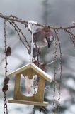 przy karmniku Sójka zwyczajna, sójka, sójka żołędziówka, Garrulus glandarius