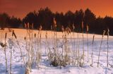 zima na Kaszubach, pałka szerokolistna