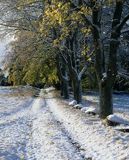 Kaszubska droga przysypana pierwszym zimowym śniegiem