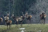 jelenie szlachetne, europejskiei, Cervus elaphus elaphus
jeleń karpacki, stado kawalerów