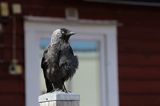 Kawka w Motala, Kanał Gota, Szwecja, Corvus monedula