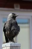 Kawka w Motala, Kanał Gota, Szwecja, Corvus monedula