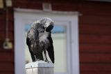 Kawka w Motala, Kanał Gota, Szwecja, Corvus monedula