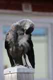 Kawka w Motala, Kanał Gota, Szwecja, Corvus monedula