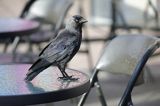 Kawka w oczekiwaniu na kawkę, Corvus monedula