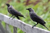 Kawki w Borensberg, Kanał Gota, Szwecja, Corvus monedula