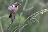 kląskawka, Saxicola rubicola, samica