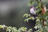 kląskawka, Saxicola rubicola, samica