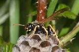 Klecanka polna, Polistes nimpha