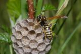 Klecanka polna, Polistes nimpha