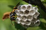 Klecanka polna, Polistes nimpha