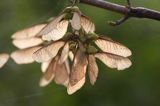 Klon jawor, jawor, klon jaworowy Acer pseudoplatanus) owoce