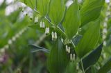 kokoryczka wonna Polygonatum odoratum rezerwat 'Bojarski Grąd' Nadbużański Park Krajobrazowy