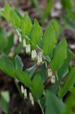 kokoryczka wonna Polygonatum odoratum rezerwat 'Bojarski Grąd' Nadbużański Park Krajobrazowy