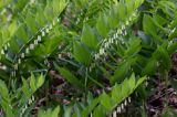 kokoryczka wonna Polygonatum odoratum rezerwat 'Bojarski Grąd' Nadbużański Park Krajobrazowy