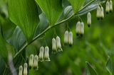 kokoryczka wonna Polygonatum odoratum rezerwat 'Bojarski Grąd' Nadbużański Park Krajobrazowy