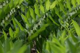 kokoryczka wonna Polygonatum odoratum rezerwat 'Bojarski Grąd' Nadbużański Park Krajobrazowy