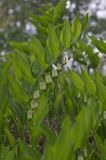 kokoryczka wonna Polygonatum odoratum rezerwat 'Bojarski Grąd' Nadbużański Park Krajobrazowy