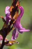 Kokorycz pełna Corydalis solida