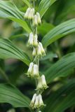 Polygonatum multiflorum, kokoryczka wielokwiatowa