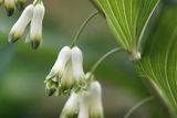 Polygonatum multiflorum, kokoryczka wielokwiatowa