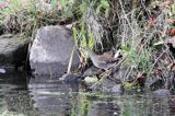 Kokoszka zwyczajna, kokoszka, kokoszka wodna, kurka wodna, Gallinula chloropus, młody osobnik, juvenile