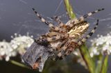 Kołosz wielobarwny, Aculepeira ceropegia, pająk z ofiarą - omomiłkiem szarym, Cantharis fusca