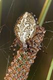 Kołosz wielobarwny, Aculepeira ceropegia, pająk