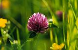 Koniczyna łąkowa Trifolium pratense, rosa, koniczyna czerwona