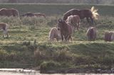 konie na nadwarciańskich łąkach, Park Narodowy Ujście Warty