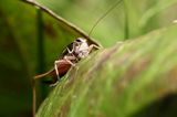 podłatczyn Roesela, Metrioptera Roeselli, konik polny, szarańczak, podłatczyn