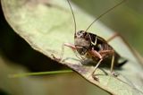 podłatczyn Roesela, Metrioptera Roeselli, konik polny, szarańczak, podłatczyn