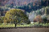 okolice wsi Końskie, Pogórze Dynowskie