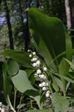 konwalia majowa Convallaria majalis rezerwat 'Bojarski Grąd' Nadbużański Park Krajobrazowy