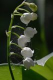 konwalia majowa Convallaria majalis rezerwat 'Bojarski Grąd' Nadbużański Park Krajobrazowy