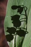konwalia majowa Convallaria majalis rezerwat 'Bojarski Grąd' Nadbużański Park Krajobrazowy