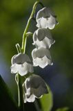 konwalia majowa Convallaria majalis rezerwat 'Bojarski Grąd' Nadbużański Park Krajobrazowy