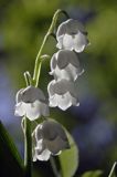 konwalia majowa Convallaria majalis rezerwat 'Bojarski Grąd' Nadbużański Park Krajobrazowy