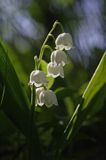 konwalia majowa Convallaria majalis rezerwat 'Bojarski Grąd' Nadbużański Park Krajobrazowy