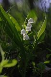 konwalia majowa Convallaria majalis rezerwat 'Bojarski Grąd' Nadbużański Park Krajobrazowy