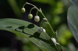 konwalia majowa Convallaria majalis rezerwat 'Bojarski Grąd' Nadbużański Park Krajobrazowy