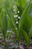 konwalia majowa Convallaria majalis rezerwat 'Bojarski Grąd' Nadbużański Park Krajobrazowy