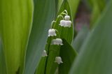 konwalia majowa Convallaria majalis rezerwat 'Bojarski Grąd' Nadbużański Park Krajobrazowy